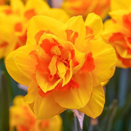 Le Torch Daffodil 
