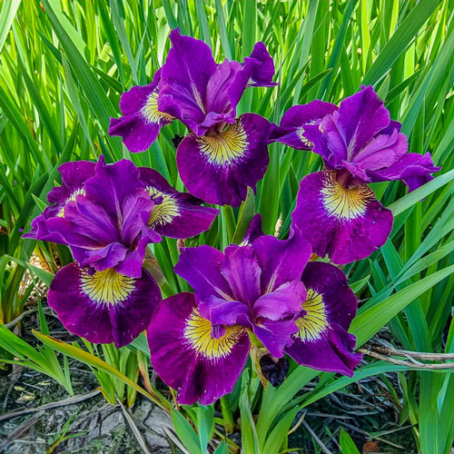 Sultan's Ruby Siberian Iris