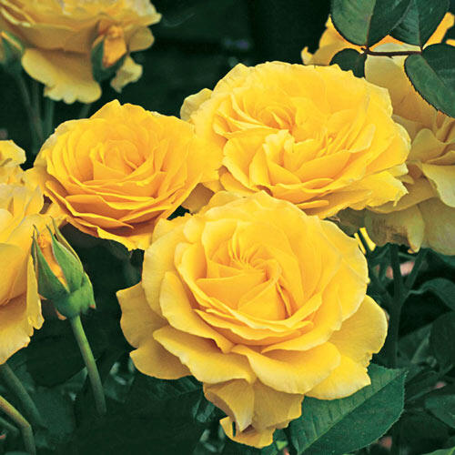 Doris Day Floribunda Rose