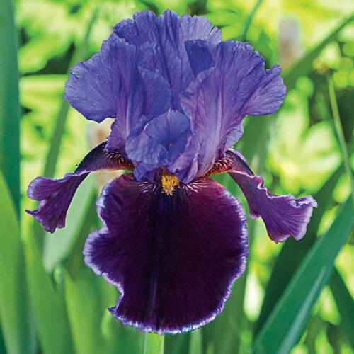Violet Turner Reblooming Bearded Iris