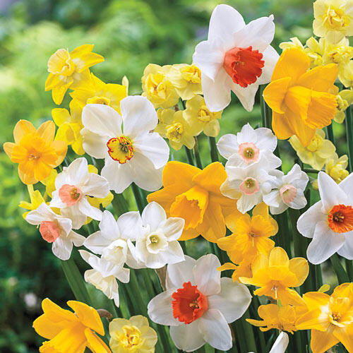 Late Spring Flowering Daffodil Mixture