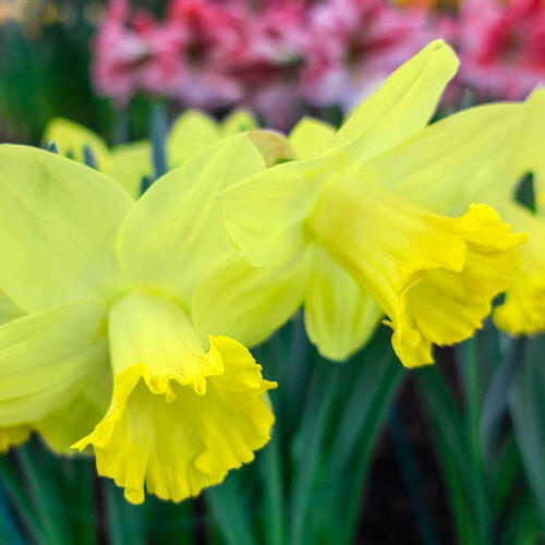 Pistachio Daffodil