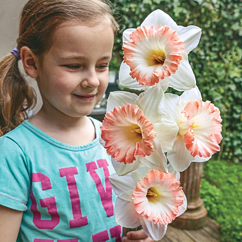 British Gamble Giant Daffodil