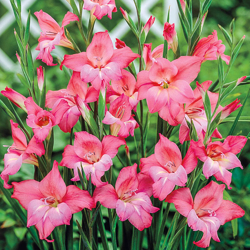 Charming Beauty Hardy Gladiolus | Breck's