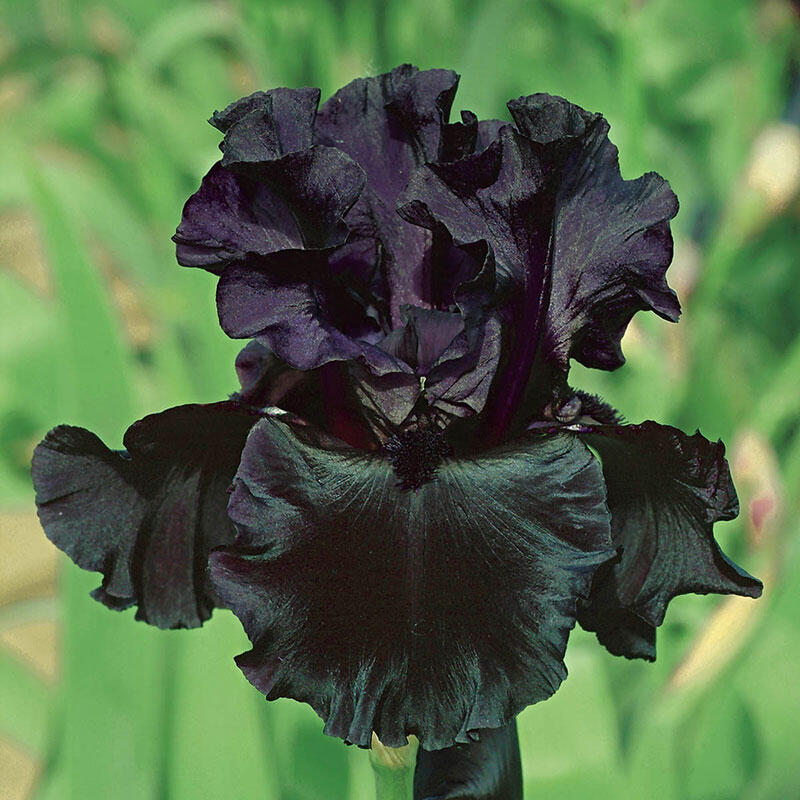 black iris