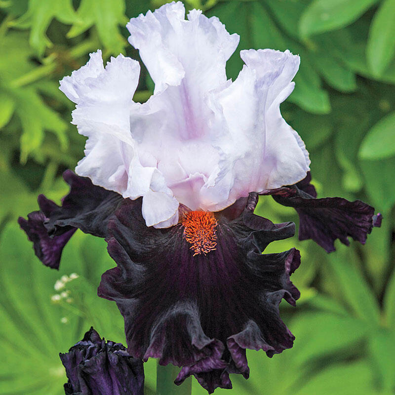 Tall Bearded TB Iris SPOT STARTER Blue Flower Plant Rhizome Perennial 