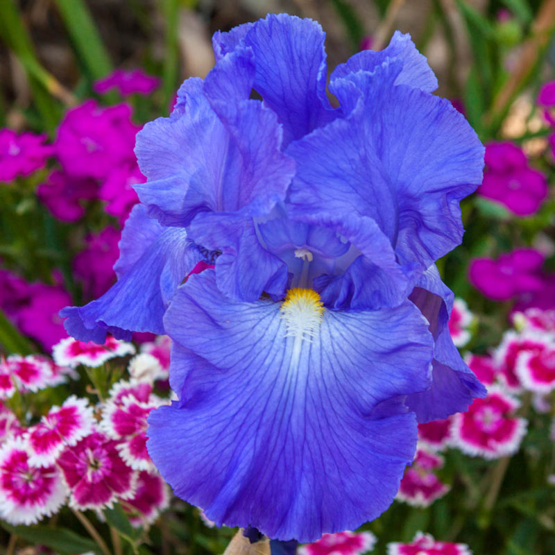 2 Reblooming Bearded Iris Bulbs Victoria Falls Yard Garden Plant Not Seed Bonsai 