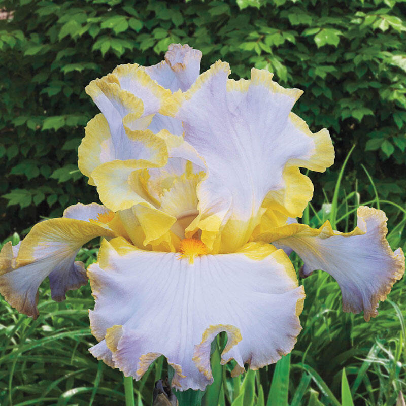 All About Bearded Iris