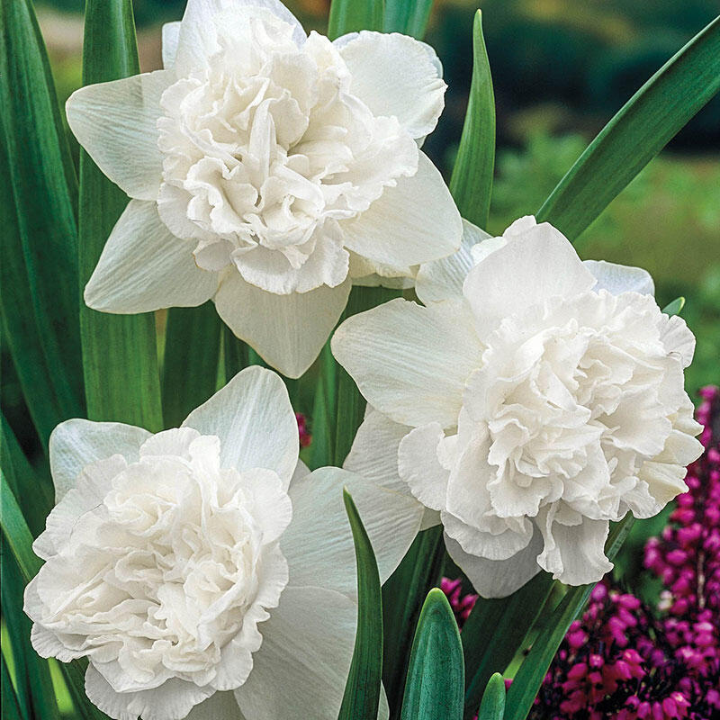 White Daffodil