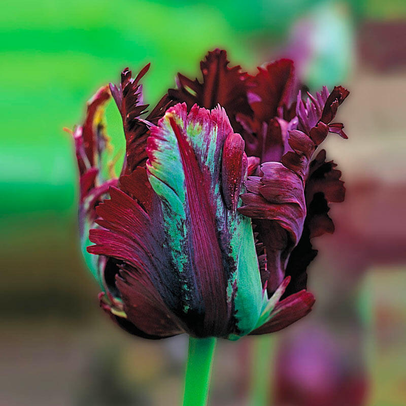 knus dør spejl Mysterium Black Parrot Tulip | Breck's