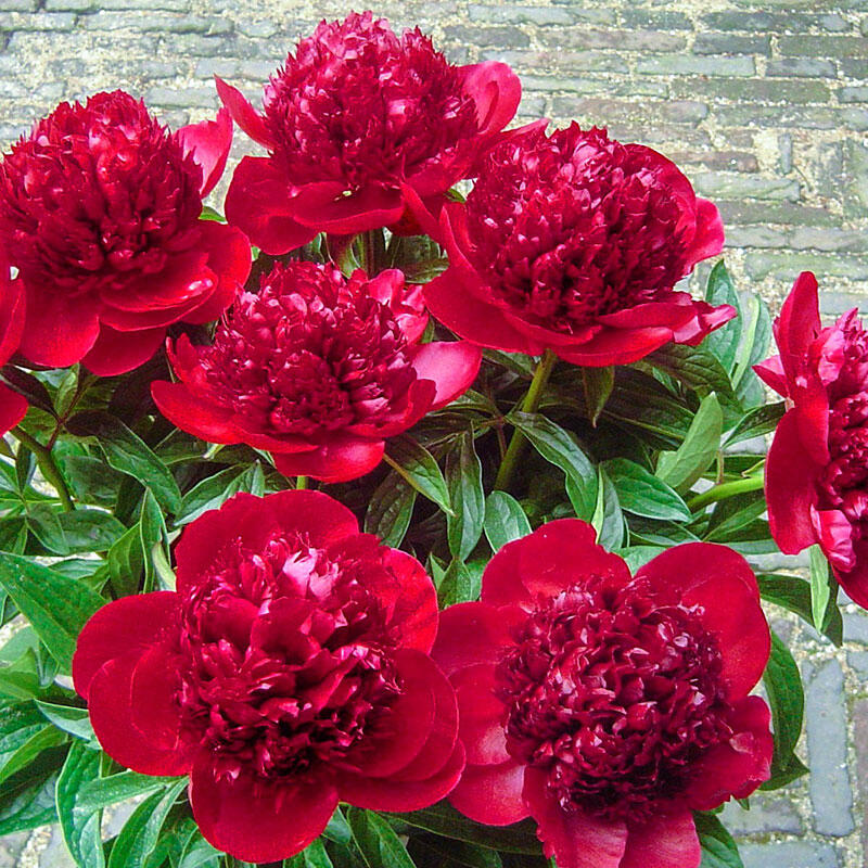 Red Peony Roots Perennial Double Petals Resistant Flower Big Blooms Fragrant Hot