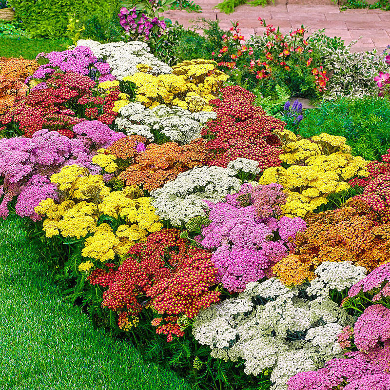 Buy Everblooming Rainbow Yarrow Mixture | Breck's