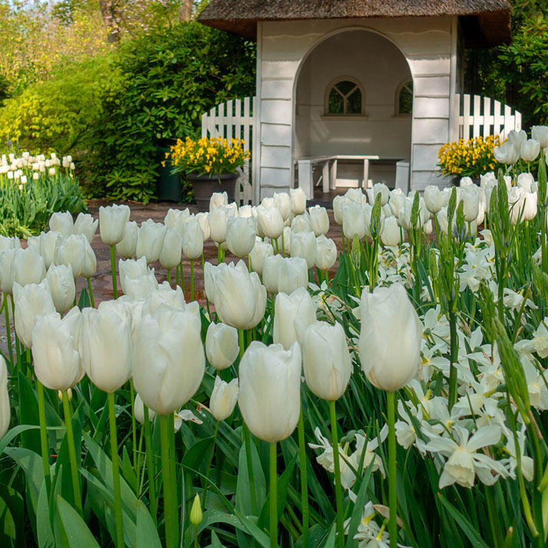 haspel ijzer Dierentuin Buy Catherina Tulip Online | Spring Bulbs for Sale | Breck's
