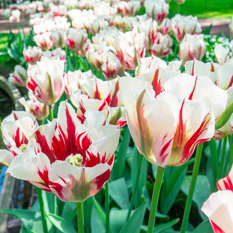 Flaming Green Tulip Bulbs for Sale Breck's