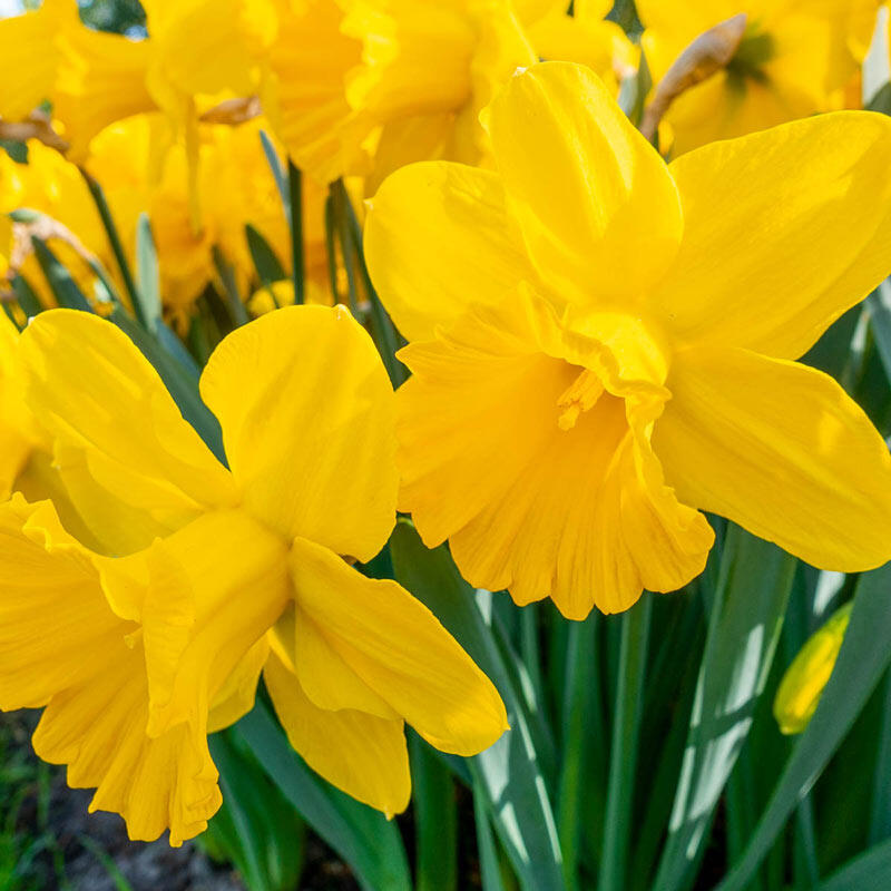 In Praise of Mini-Daffodils