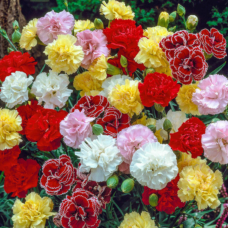 Carnation Growing Guide - Garden Express