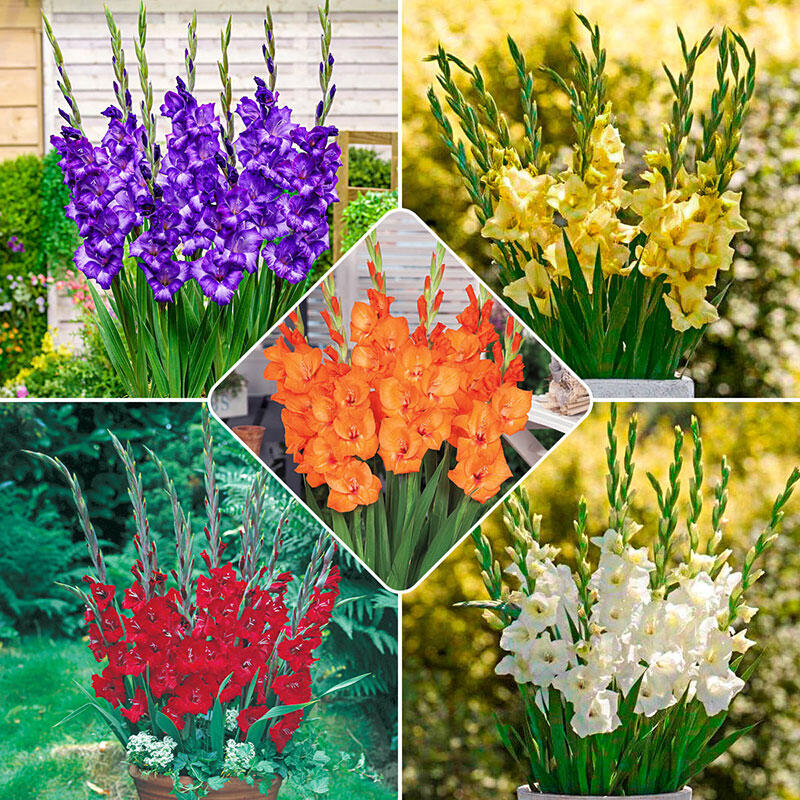 Gladiolus Bush Flower Stems - Set of 5