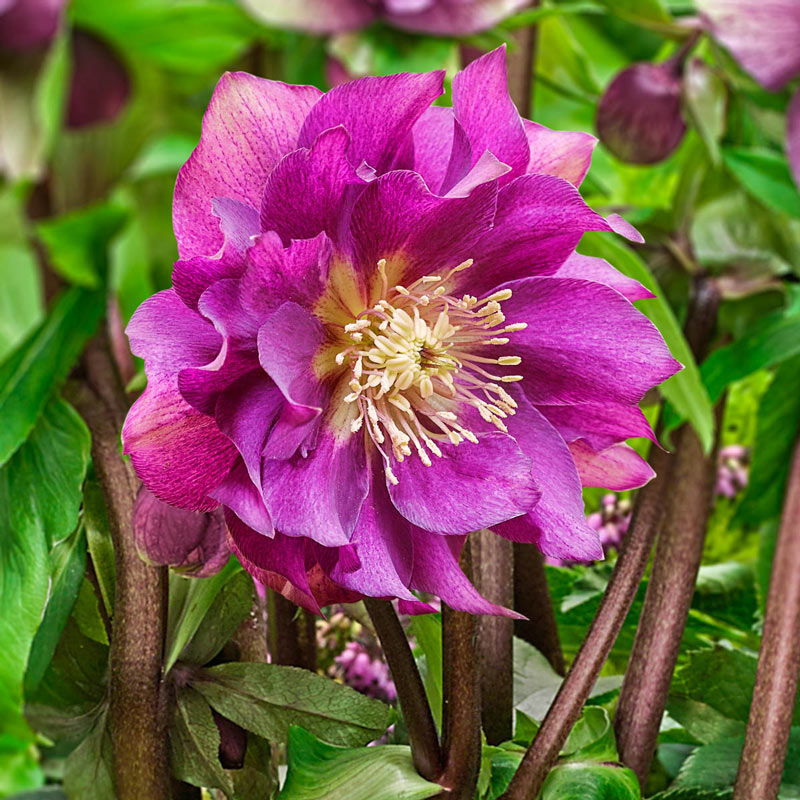 Buy Winter Plum Double Hellebore Shade Perennials Breck�s