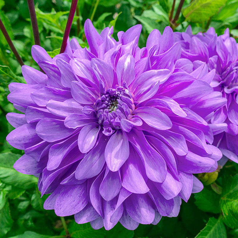 Buy Bluetiful Dahlia Online Summer Bulbs Breck's