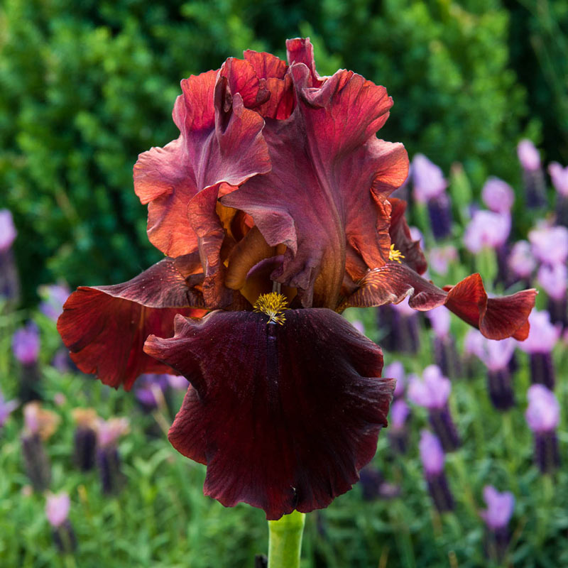 Best Bet Reblooming German Iris Plants