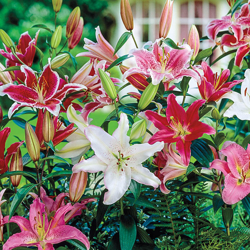 Double Oriental Lilies - Pink and White | Breck's