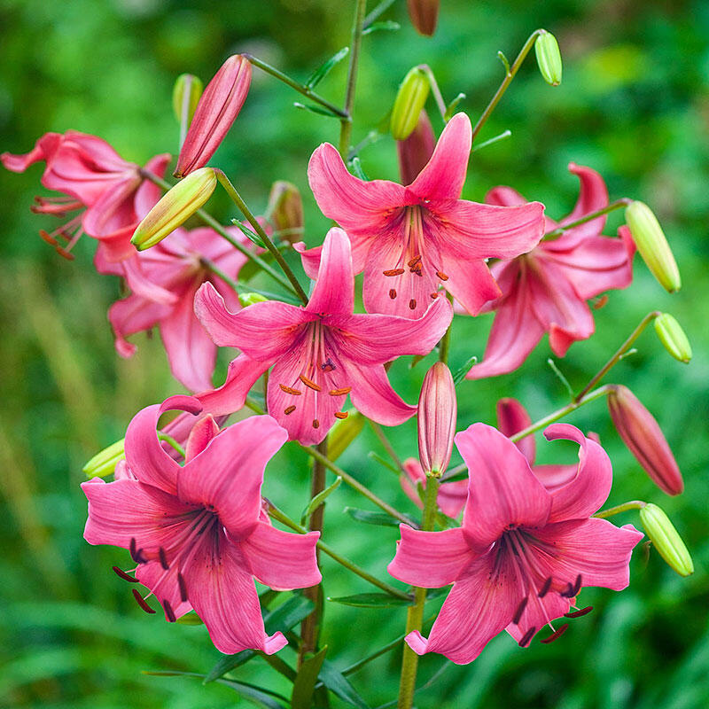 Lilium Asiatic Tango Lily Pink Brush, Lily Flower Information