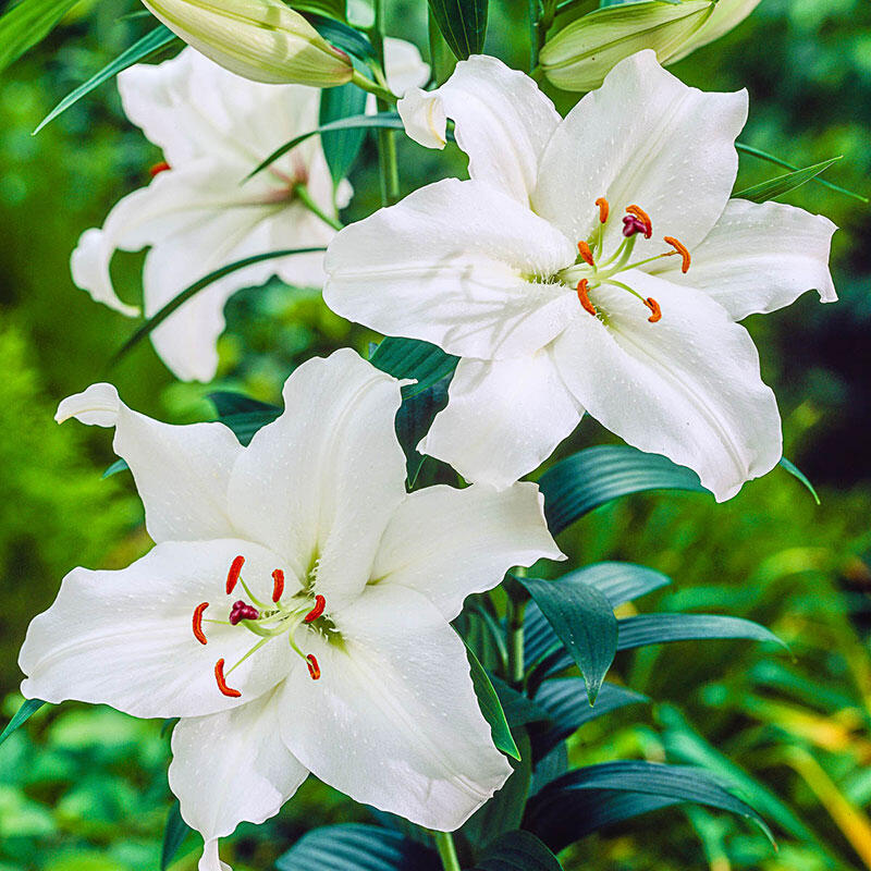 Lily Plants for sale | Gandhara Lily | Breck's