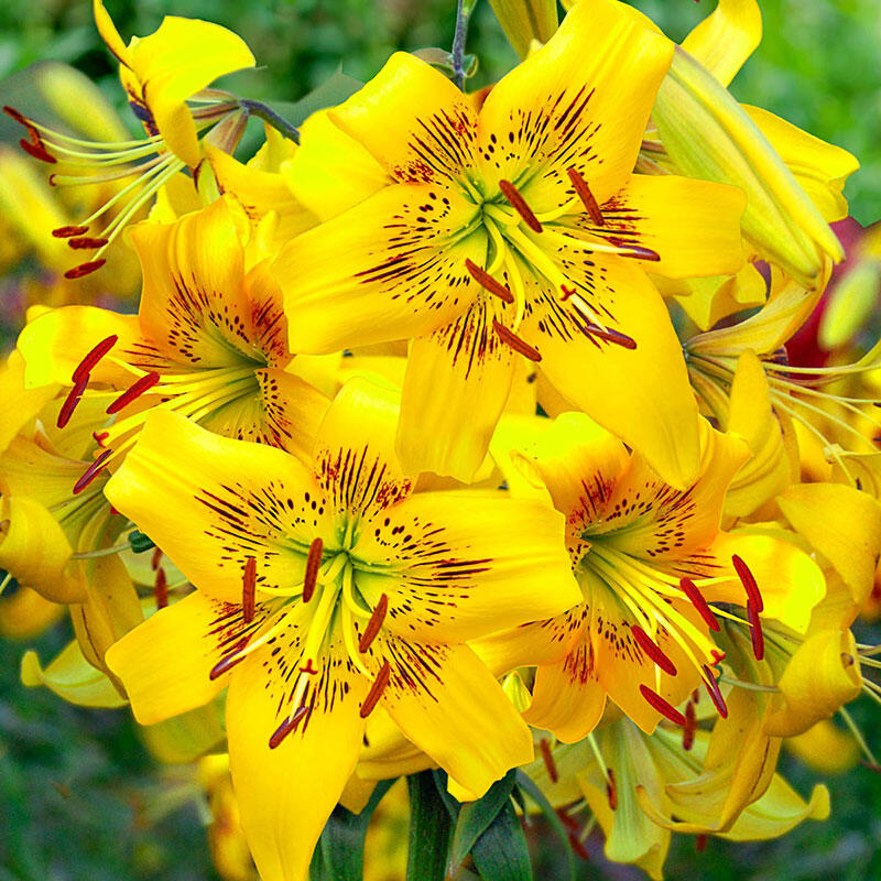 Yellow Bruse Tiger Lily, Save up to 75%
