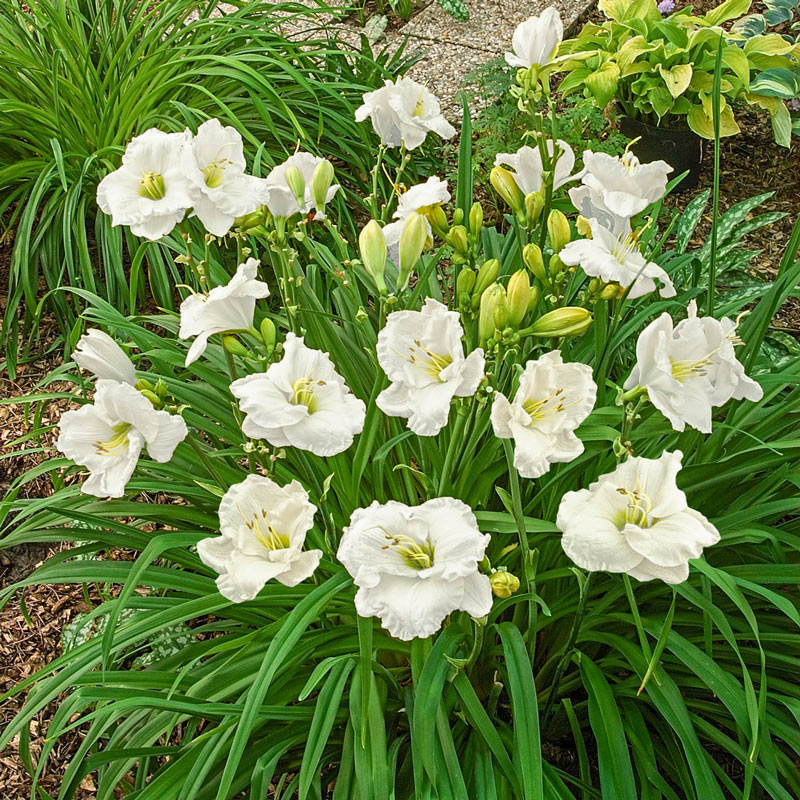 Image of Daylily white perennial flower