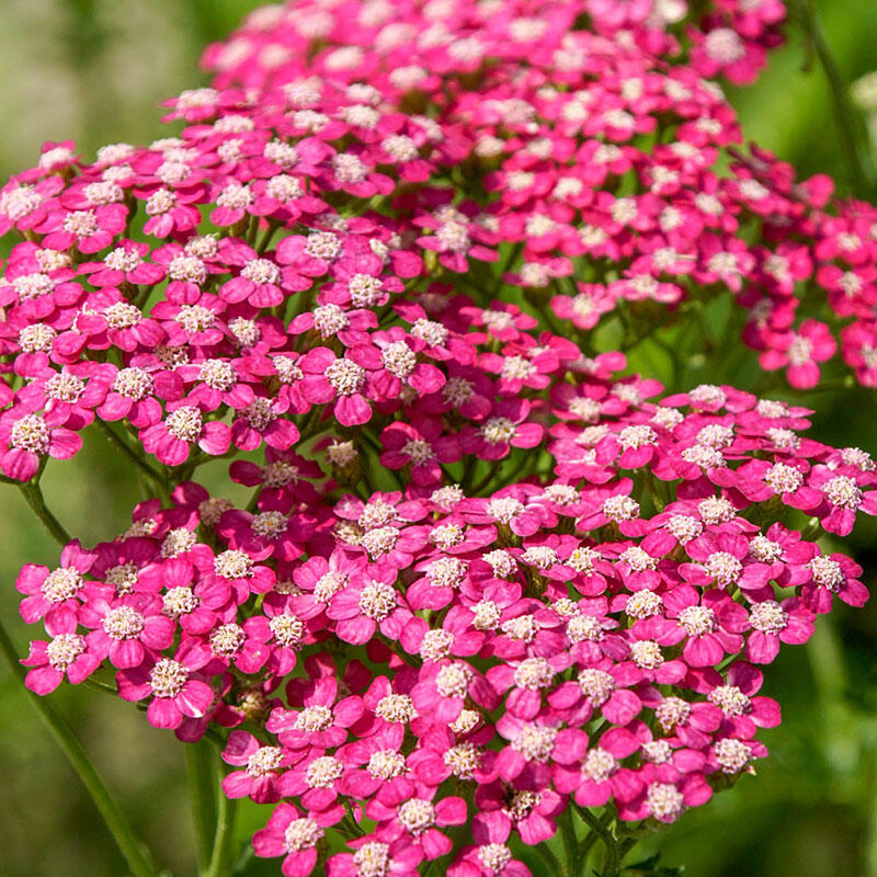 Image of Close-up of the leaves of Achillea Summer Wine