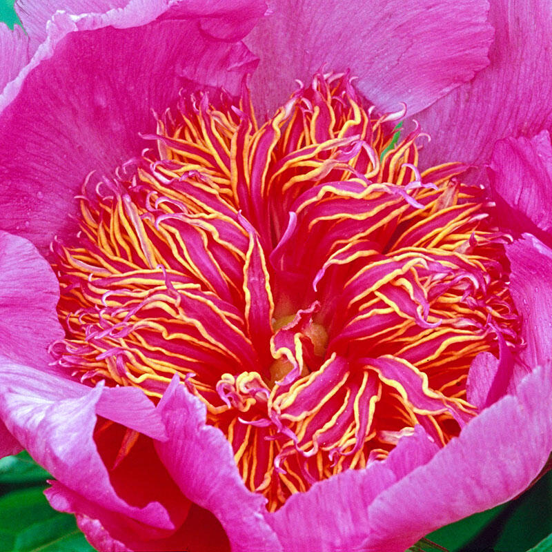 Peony Neon One Most Popular Japanese Inflorescences Two Row Cup Stock Photo  by ©AIS60 479644746