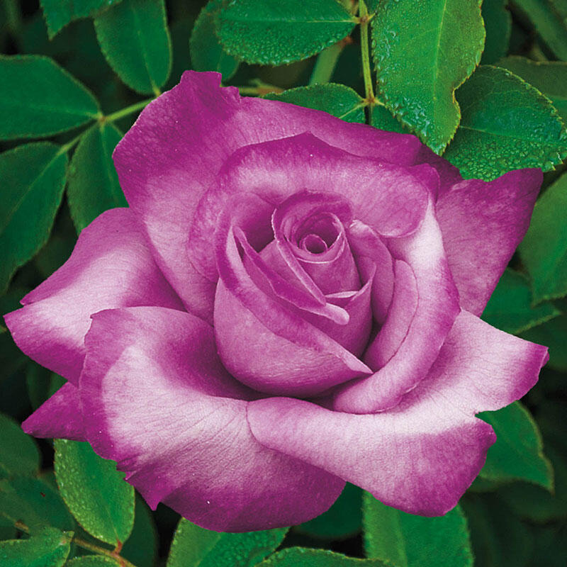 10 pk seeds plum perfect heirloom rose double bloom ships usps ground 