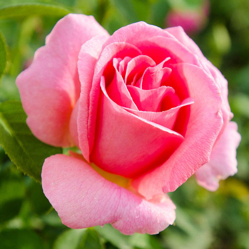 Buy Tiffany Hybrid Tea Rose | Sun Perennials Sale | Breck's