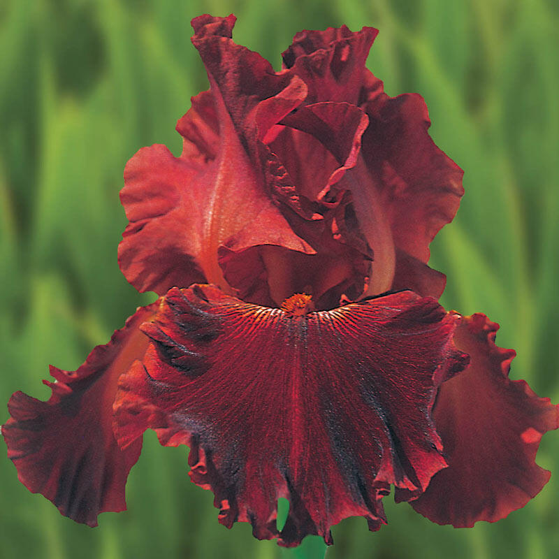 Play with Fire Bearded Iris