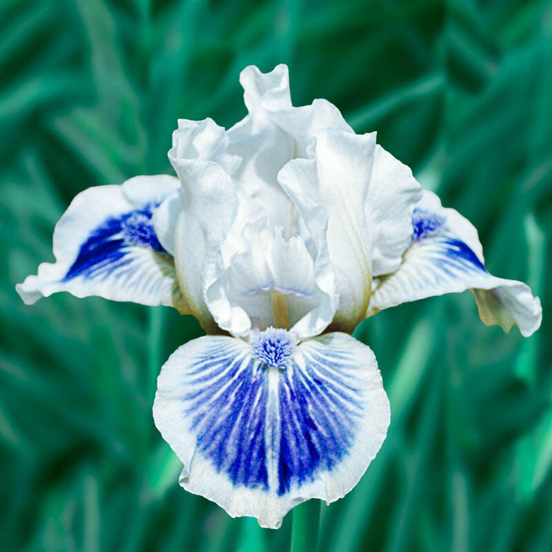 Blue Bearded Iris Flower