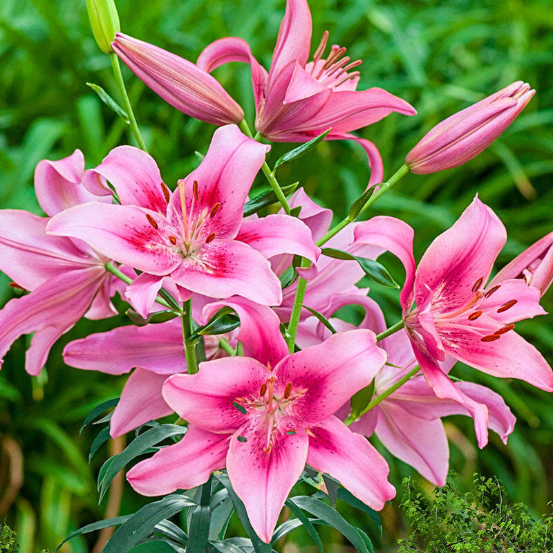 Child in Time Lily | Brecks Premium Bulbs