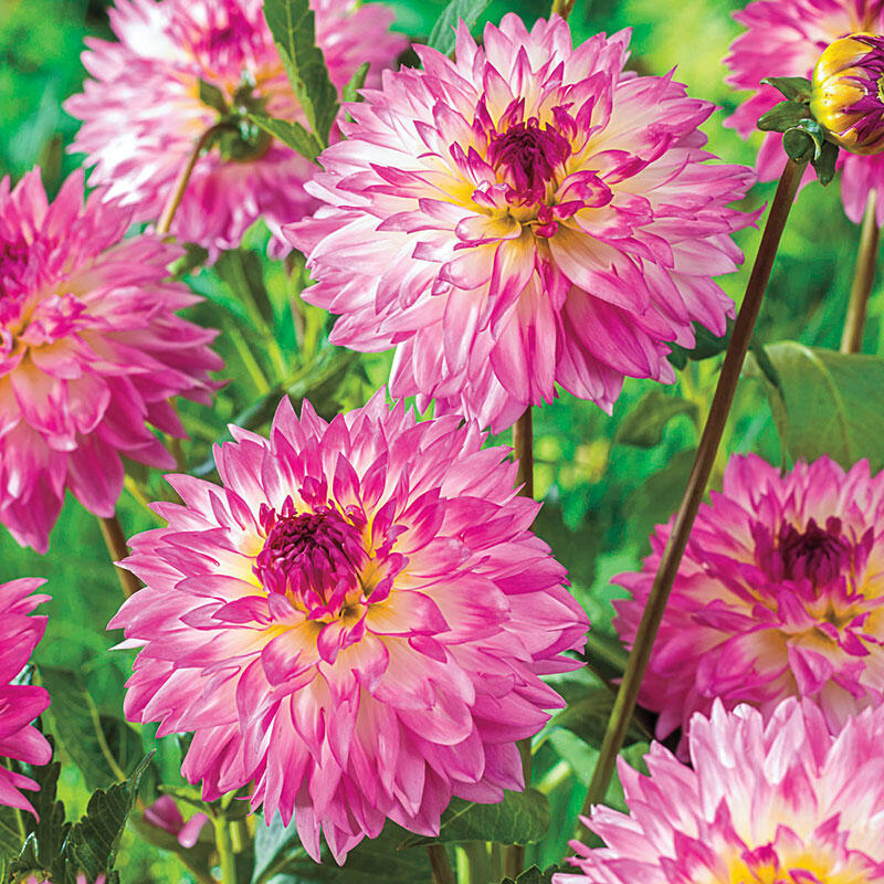 Kordessa Dahlia | Buy Online | Breck’s