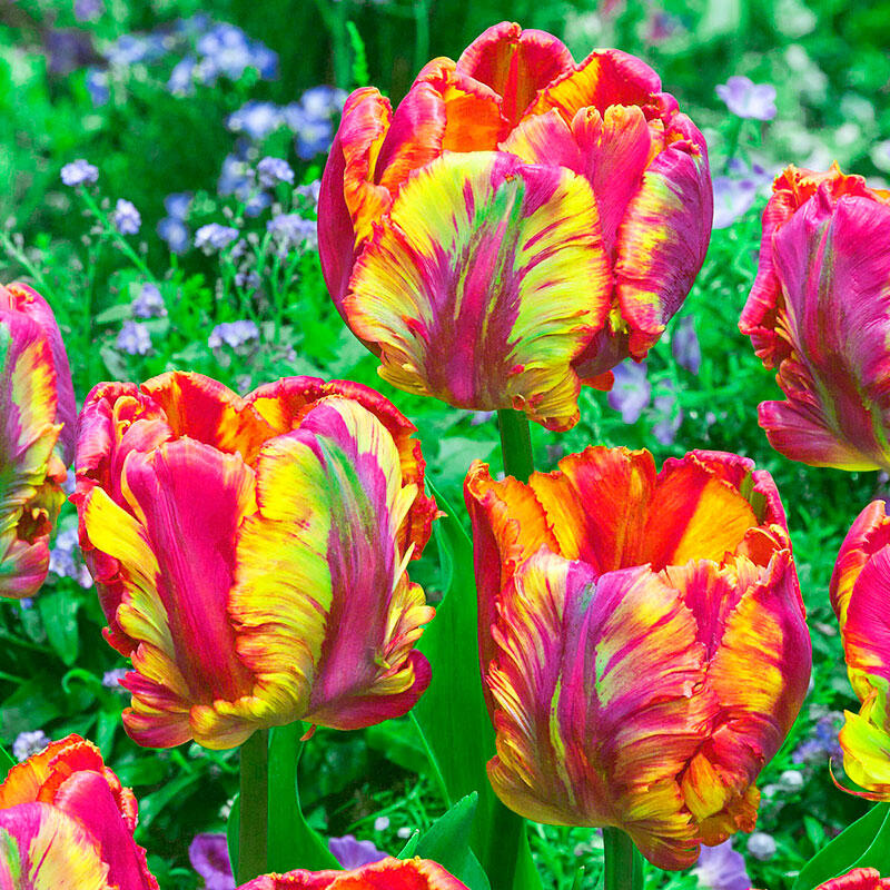 Academyus Parrot Tulip Bulbs Flower Perennial Impressive Resistant Bonsai R...