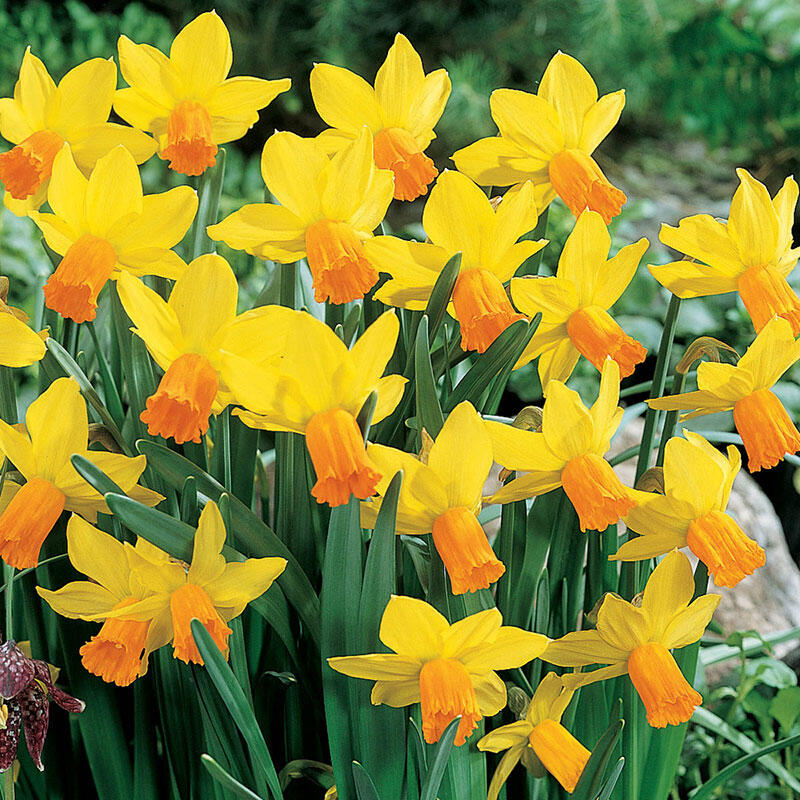 Jetfire Daffodil Shop Online Breck's