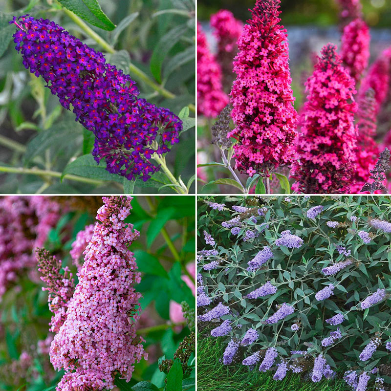 MONARCH Butterfly Bush Collection | Shop Online Breck's