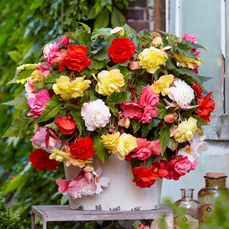 Yellow Geranium & Pink Begonia Artificial Hanging Basket w/ Flowers Free P&P 