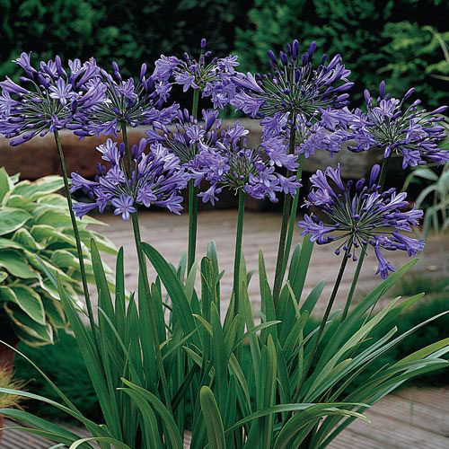 Blue Agapanthus Flower