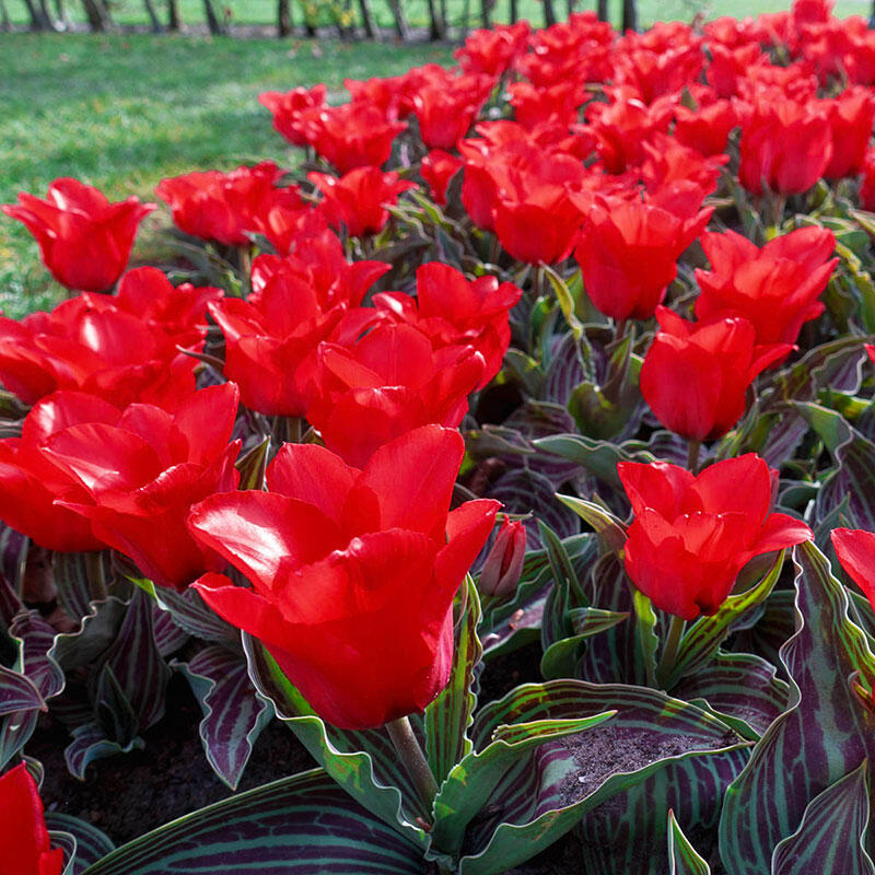 Danmark Skulle ulykke Red Riding Hood Tulip Bulbs