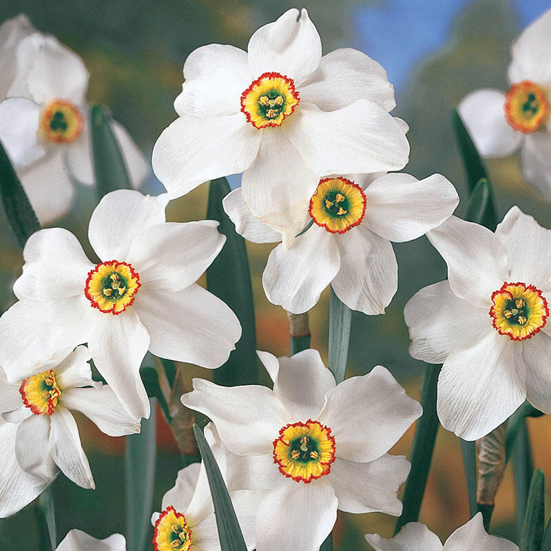 Narcissus Pheasant Eye 20 Bulbs Daffodils actea Spring Flowering Bulbs