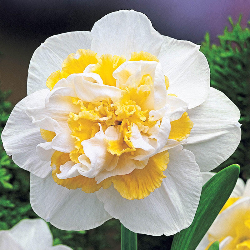 White Daffodil