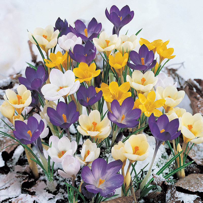 Snow Mixture - White, Yellow and Striped Crocuses |