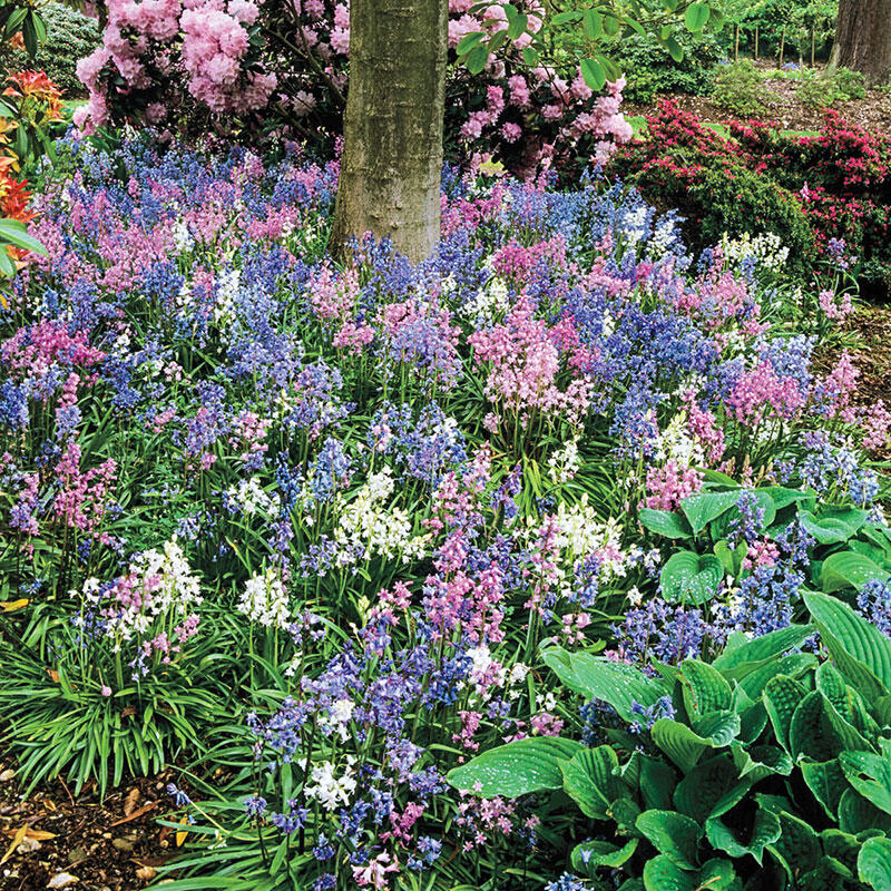 English Wood Hyacinth Mixture Breck S