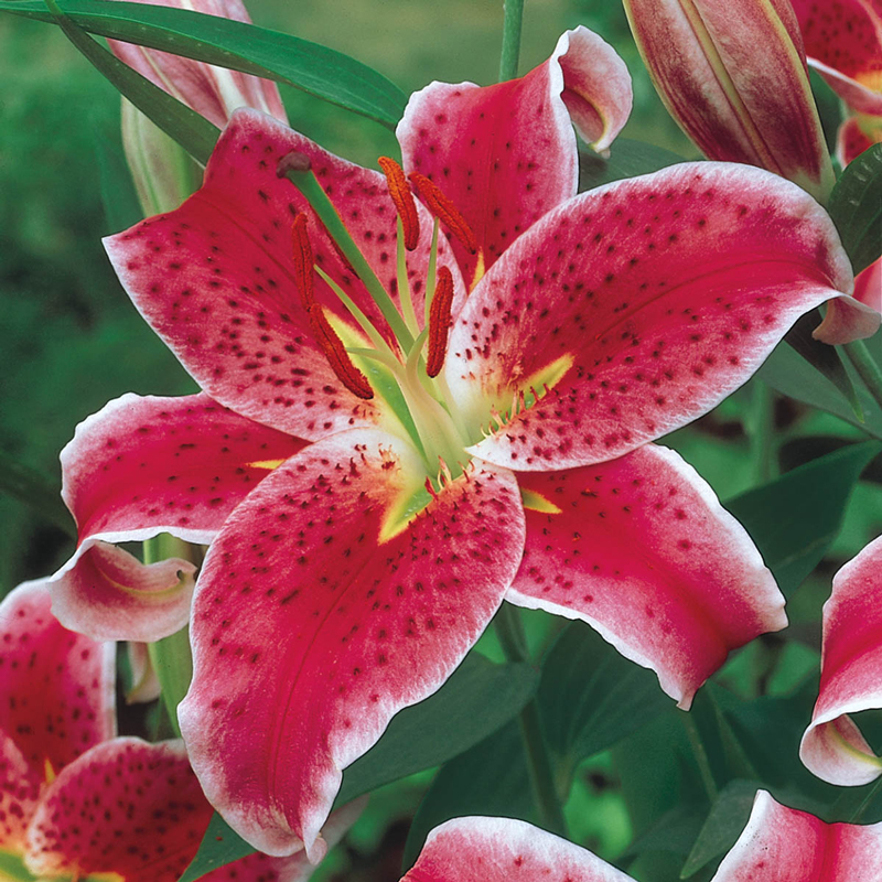 Stargazer lily hot sale