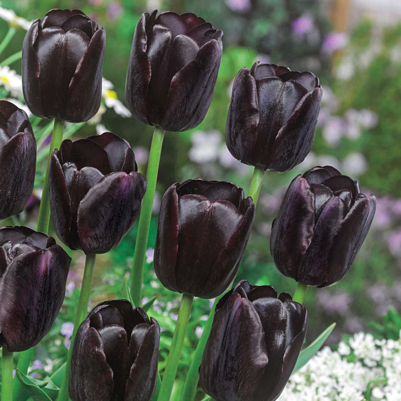 Black Bulbs Queen of the Night Tulip Fragrant Perennial Resistant Bride Flowers 