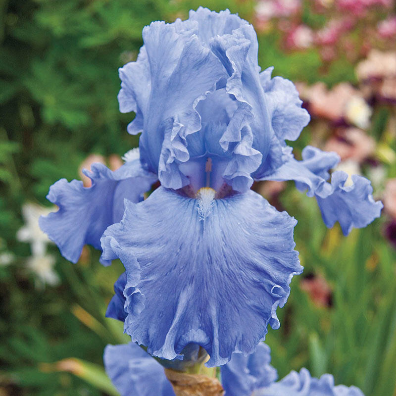 Bearded Iris - Blue Mix, Fall Flower Bulbs